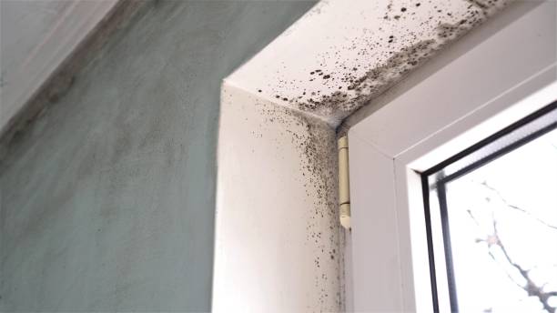 Best Black Mold Remediation in Falmouth, VA