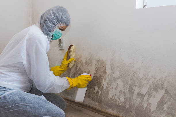 Best Post-Flood Mold Remediation in Falmouth, VA