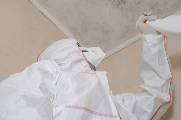 Reliable Falmouth, VA Mold Remediation Solutions