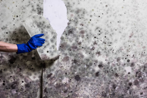 Best Mold Testing and Inspection Services in Falmouth, VA