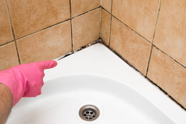 Best DIY Mold Remediation Support Services in Falmouth, VA